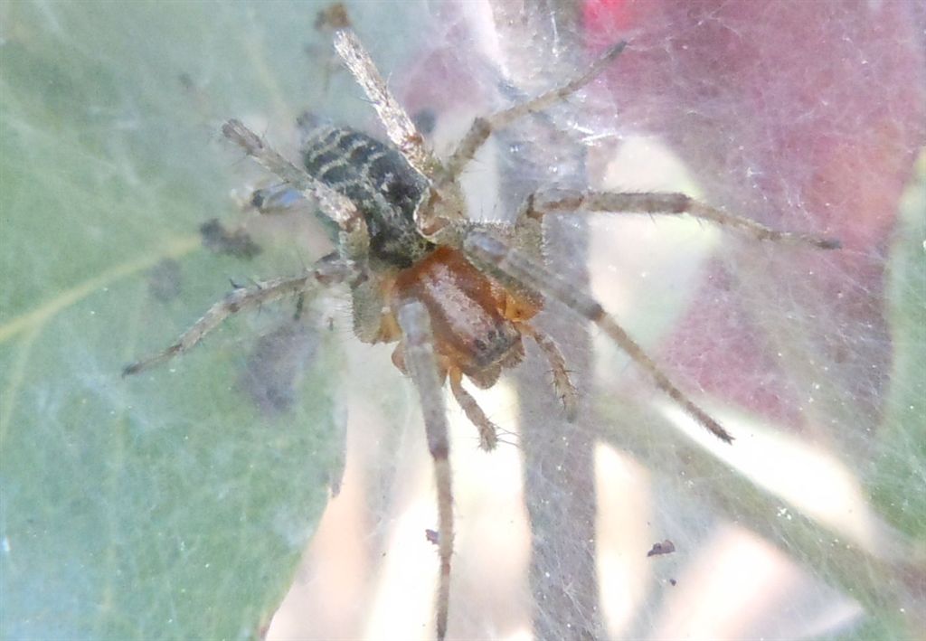 Agelena labyrinthica